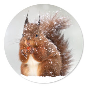 Magneet Eekhoorn in de sneeuw